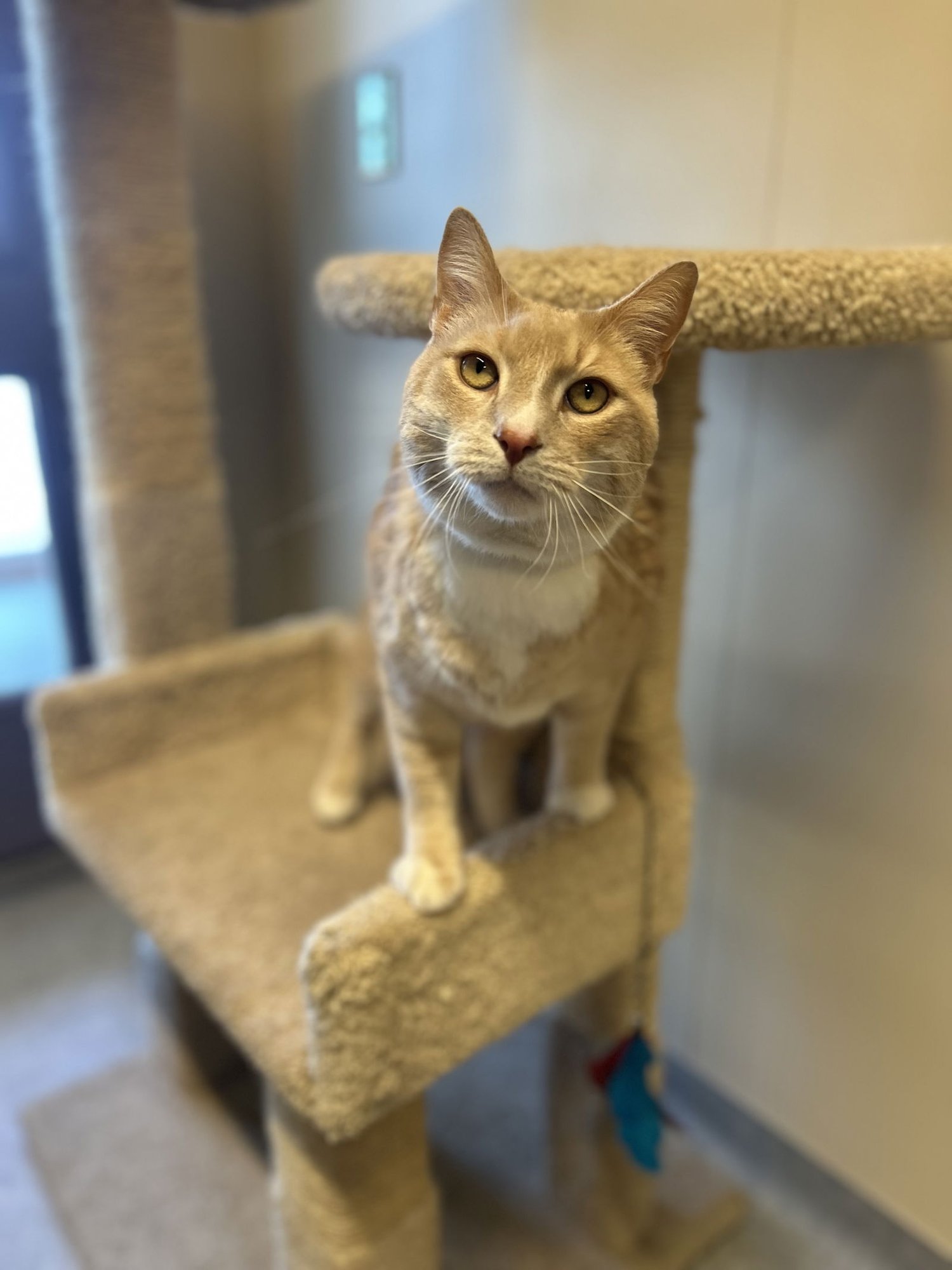 CHOMPER - Domestic Short Hair available for adoption