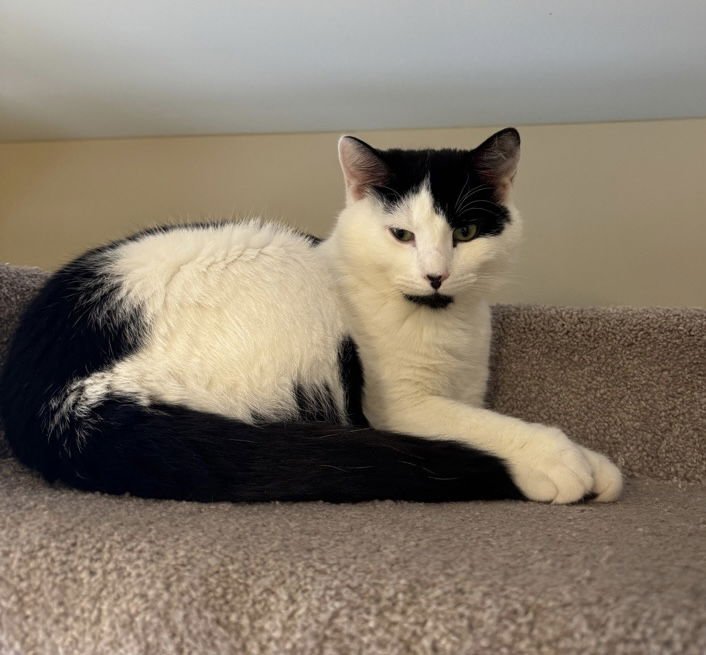 HARRISON - Domestic Short Hair available for adoption