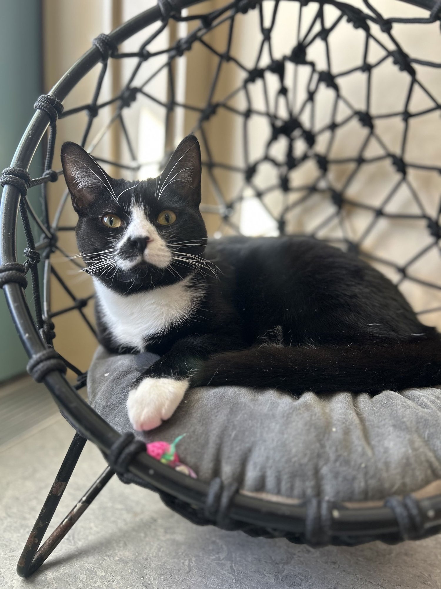 CHARLIE - Domestic Short Hair available for adoption