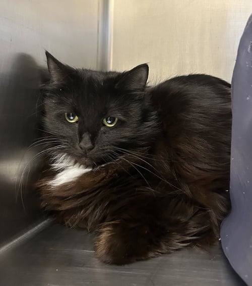 ESME - Domestic Medium Hair available for adoption