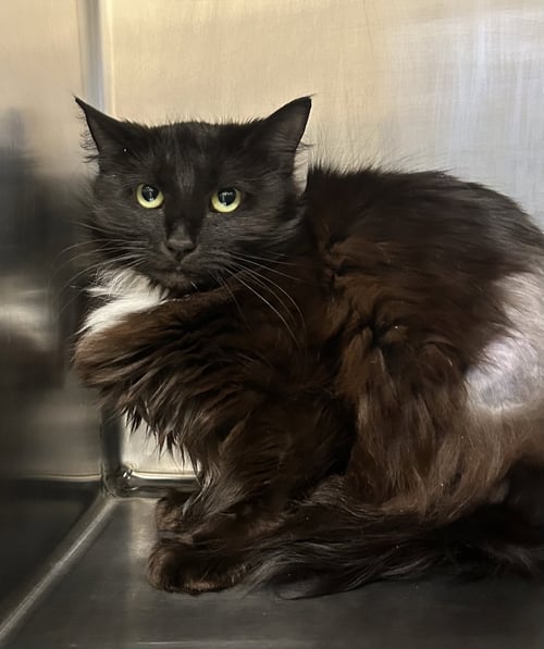 ESME - Domestic Medium Hair available for adoption
