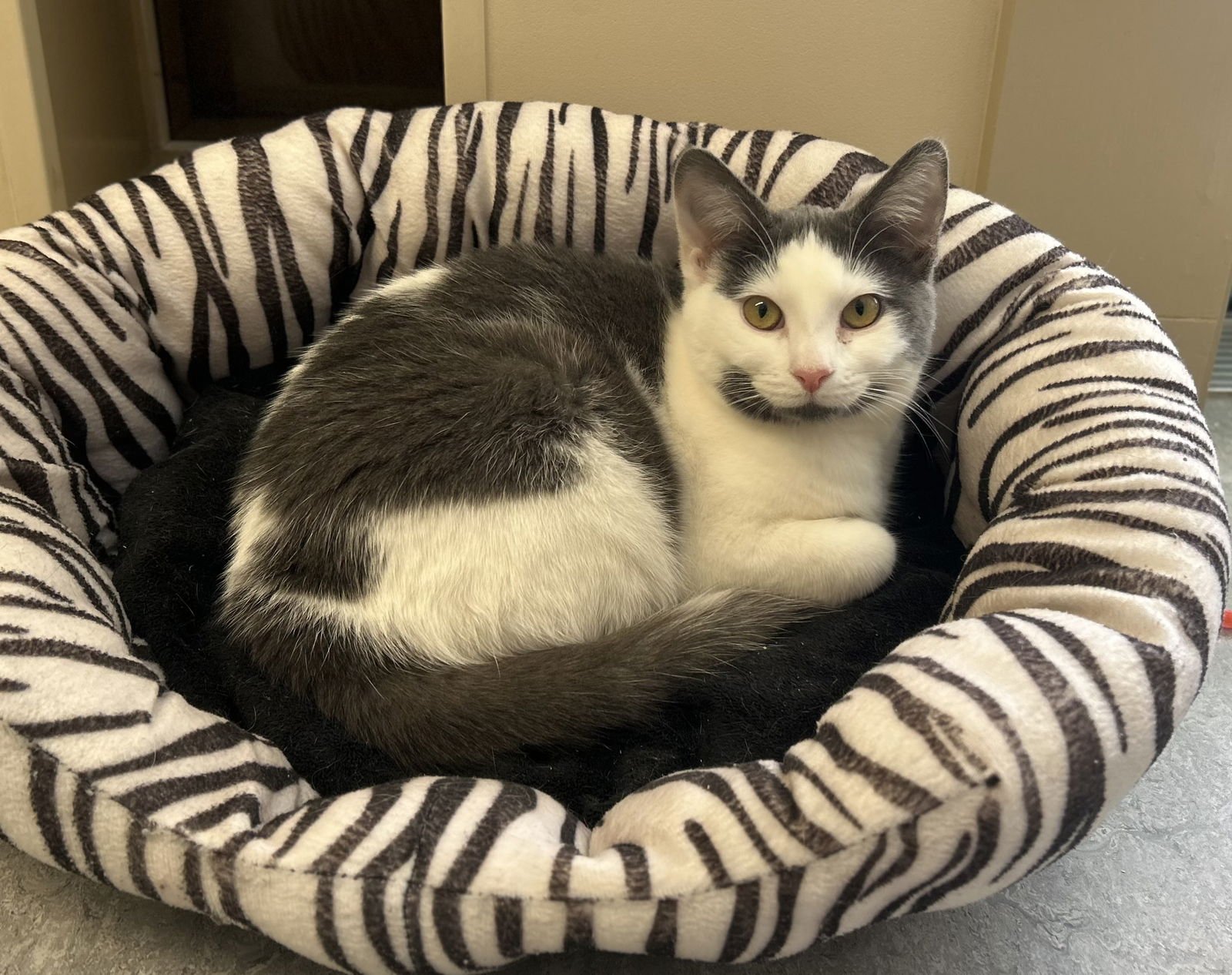 CARAWAY - Domestic Short Hair available for adoption