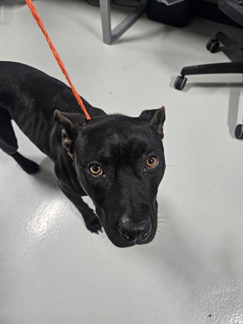 COCA-COLA - Pit Bull Terrier available for adoption
