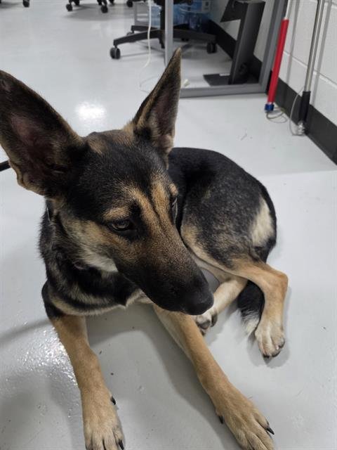 A080490 - German Shepherd Dog available for adoption