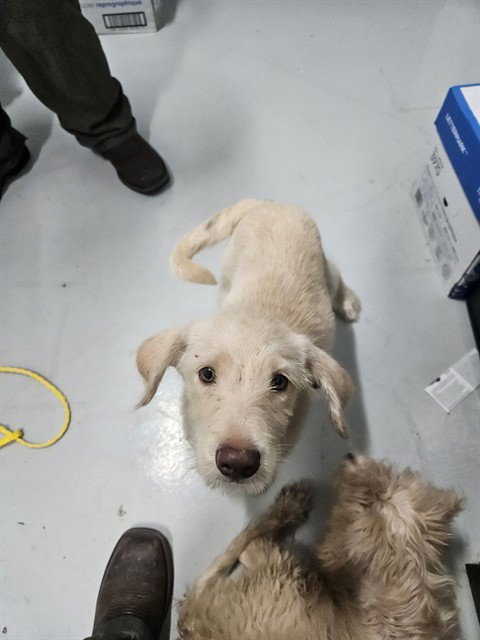 A080276 - Poodle (Standard) / Labrador Retriever available for adoption