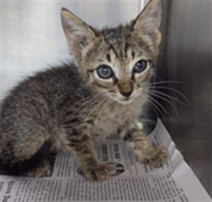 A081082 - Domestic Short Hair available for adoption
