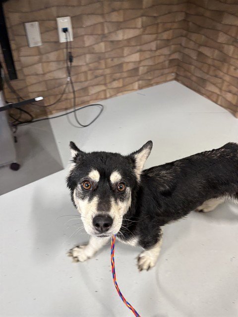 A079100 - Cardigan Welsh Corgi / Siberian Husky available for adoption