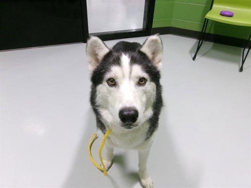 A080527 - Husky available for adoption