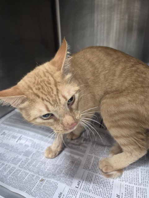 A080727 - Domestic Short Hair available for adoption