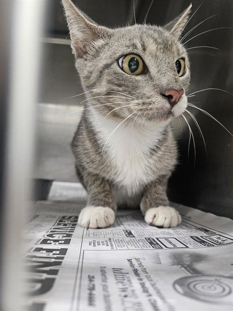 COVE - Domestic Short Hair available for adoption