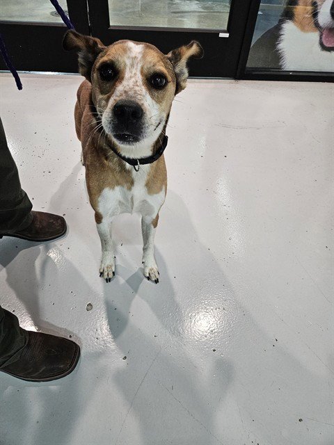 A080372 - Beagle available for adoption