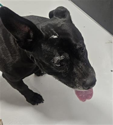 GRACIE Image