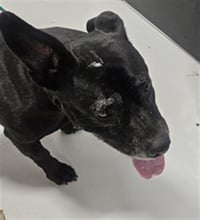GRACIE - Photo 1