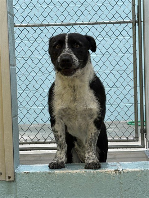 A079096 - Australian Cattle Dog/Blue Heeler available for adoption