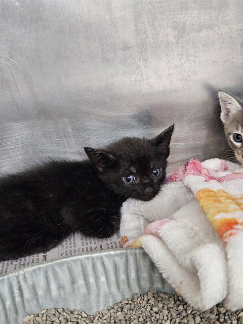 PLUM - Domestic Short Hair available for adoption