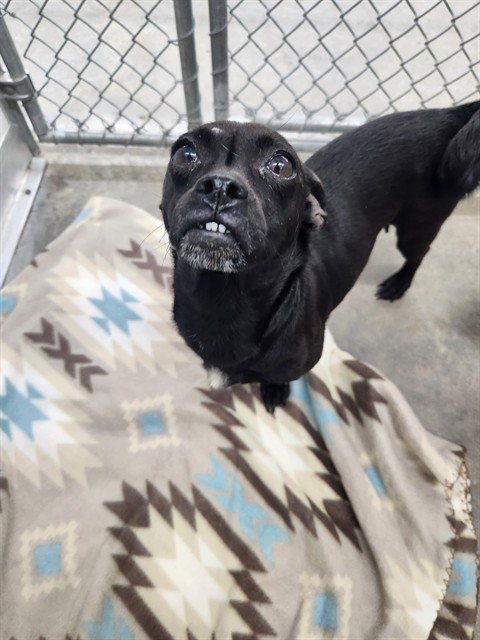 BETTY - Pug / Chihuahua available for adoption