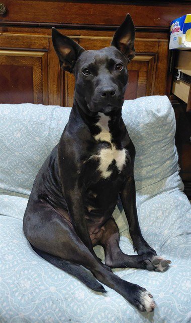 BAILEY Image