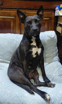 BAILEY - Photo 1
