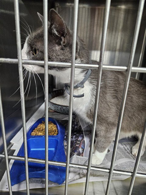 DOVE - Domestic Short Hair available for adoption