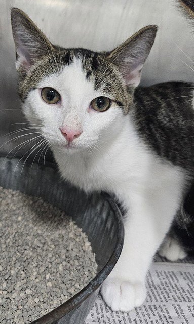 A081215 - Domestic Short Hair available for adoption