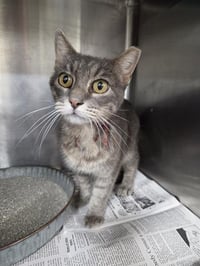 MISS KITTY - Photo 1