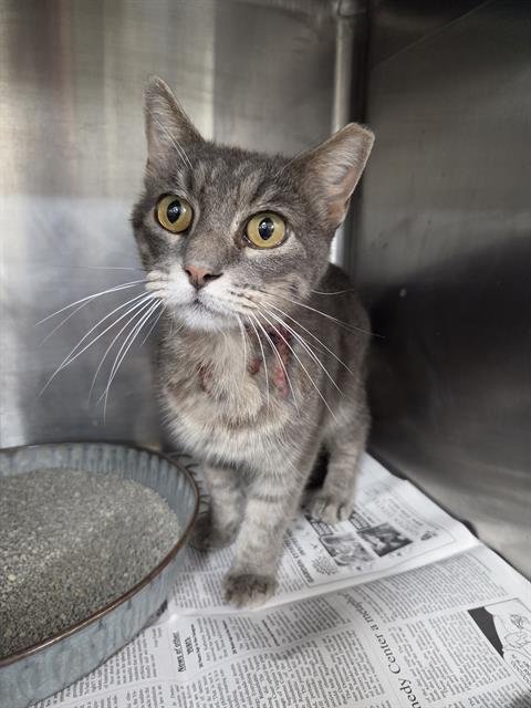 MISS KITTY - Domestic Short Hair available for adoption