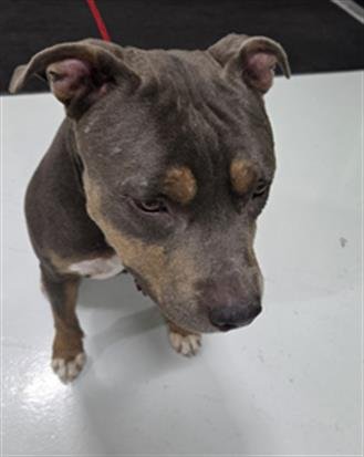 A080988 - Pit Bull Terrier available for adoption