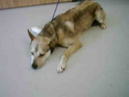 A008023 - German Shepherd Dog available for adoption