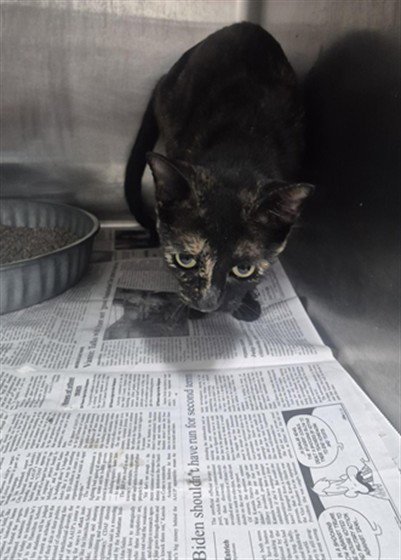 A081220 - Domestic Short Hair available for adoption