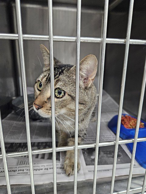 A078883 - Domestic Short Hair available for adoption