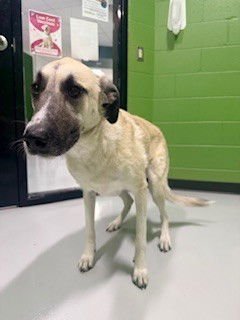 XENA WARRIOR PRINCESS - Great Pyrenees / Anatolian Shepherd available for adoption
