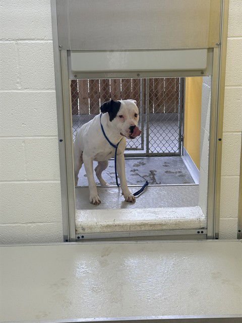SEAMUS - Pit Bull Terrier available for adoption