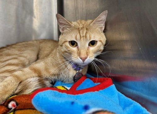 OSCAR - Domestic Short Hair available for adoption