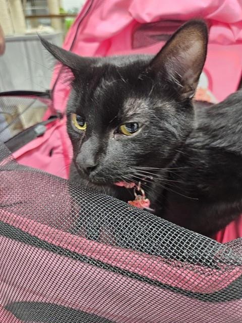 MUFASA - Domestic Short Hair available for adoption