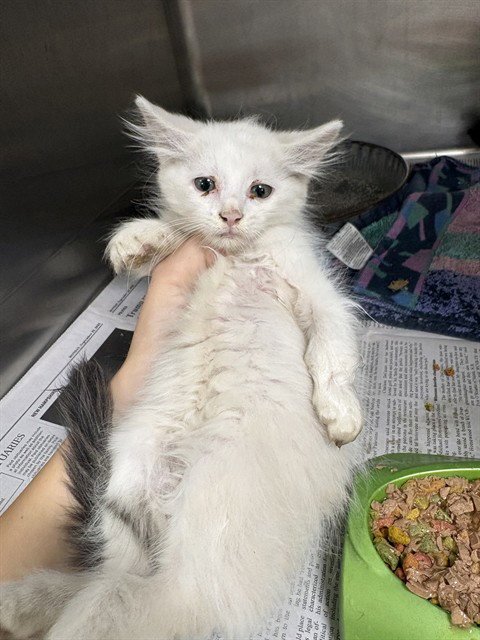 ANGEL - Maine Coon available for adoption
