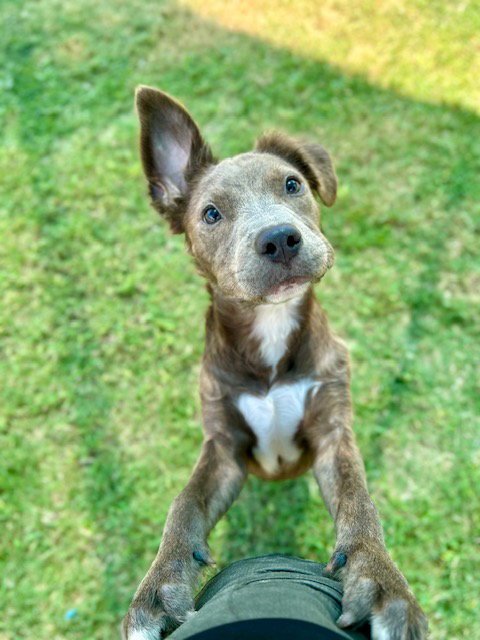 WAFFLES - Pit Bull Terrier available for adoption