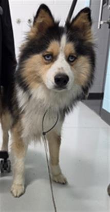 A080462 - Pomeranian / Husky available for adoption