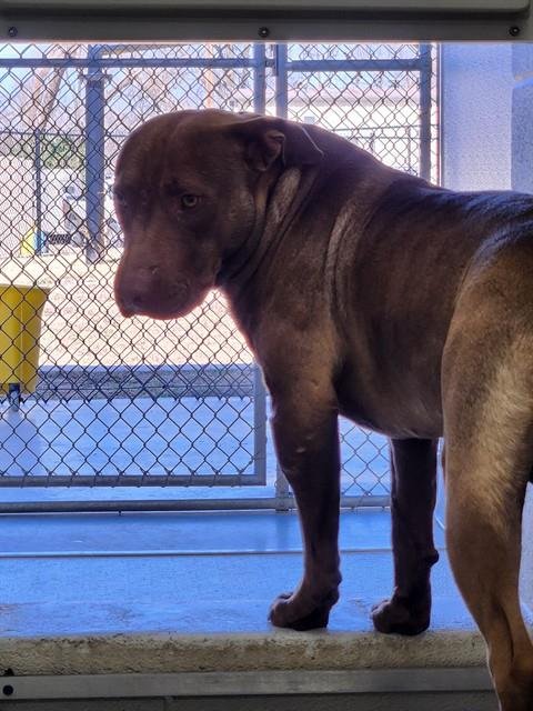 BRYSON - Pit Bull Terrier available for adoption