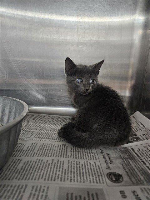 A080594 - Domestic Short Hair available for adoption