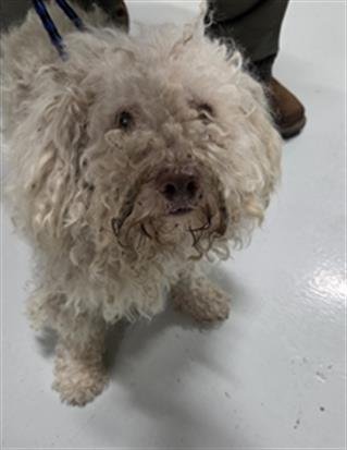 A080799 - Poodle (Miniature) available for adoption