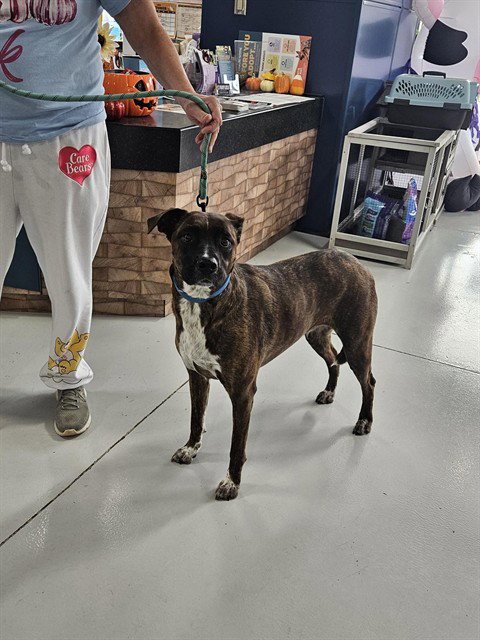 BOOTS - Australian Cattle Dog/Blue Heeler / Cane Corso Mastiff available for adoption