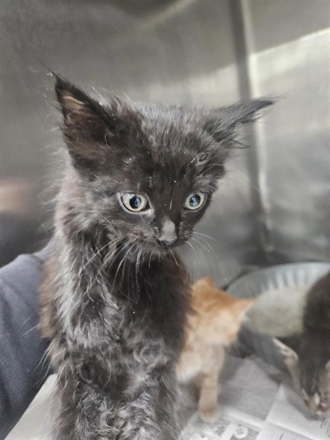 A080948 - Domestic Medium Hair available for adoption