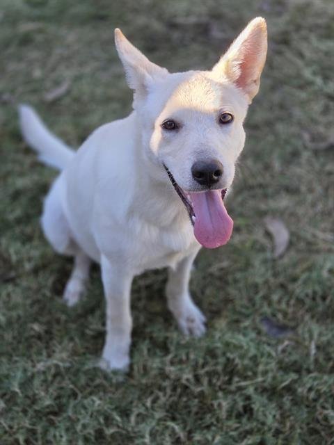 GHOST - German Shepherd Dog / Husky available for adoption
