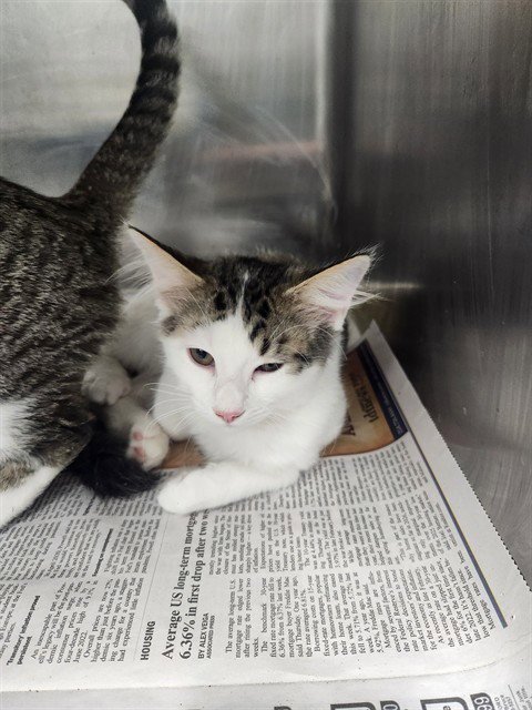 A081216 - Domestic Short Hair available for adoption