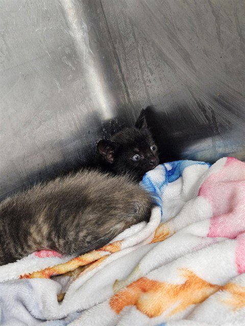 BLACKBERRY - Domestic Short Hair available for adoption