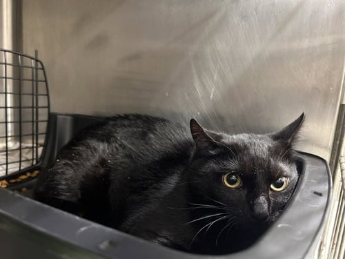 A080912 - Domestic Short Hair available for adoption