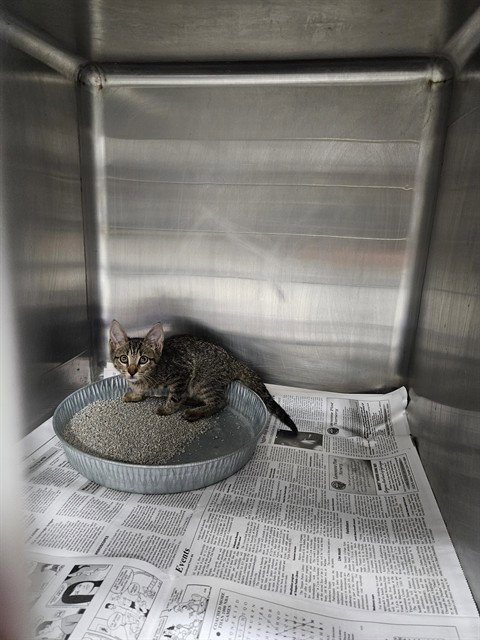 A080813 - Domestic Short Hair available for adoption