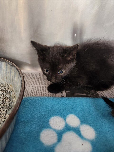 A081115 - Domestic Short Hair available for adoption