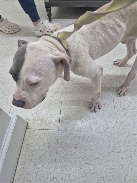 A080051 - Pit Bull Terrier available for adoption
