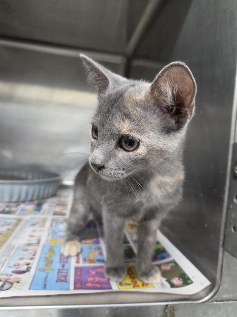 A080541 - Domestic Short Hair available for adoption